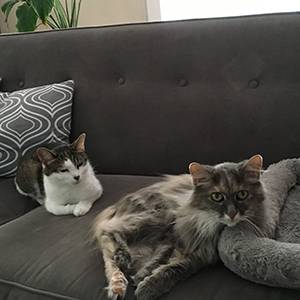 Brice - Miss Kitty & Katie cats